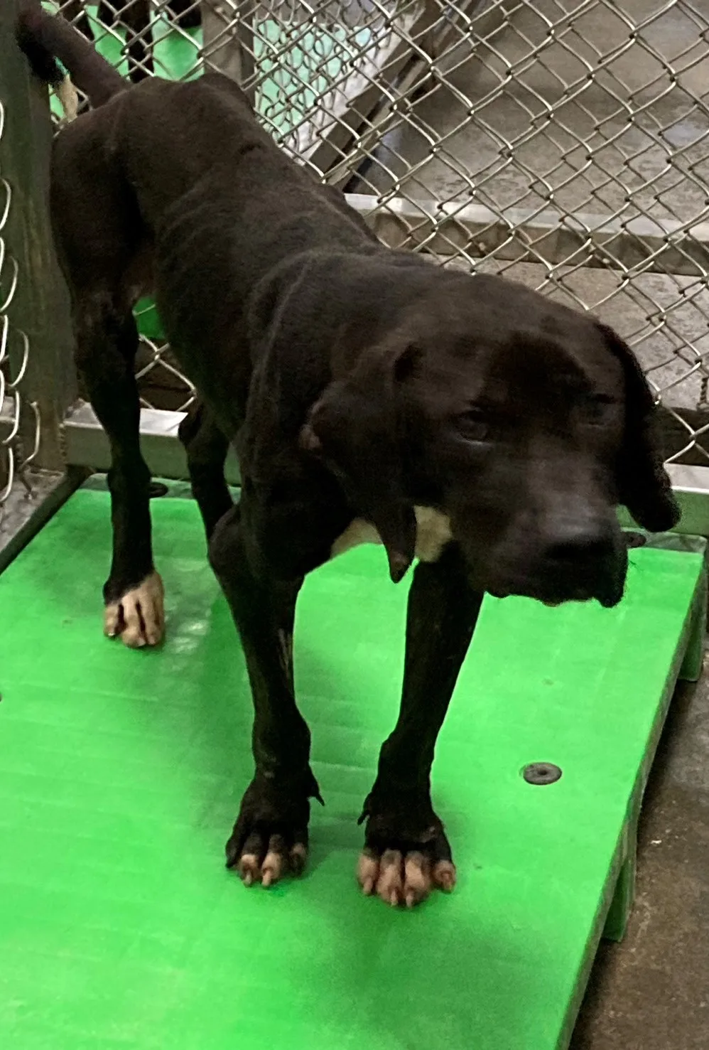 混種犬