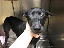 混種犬
