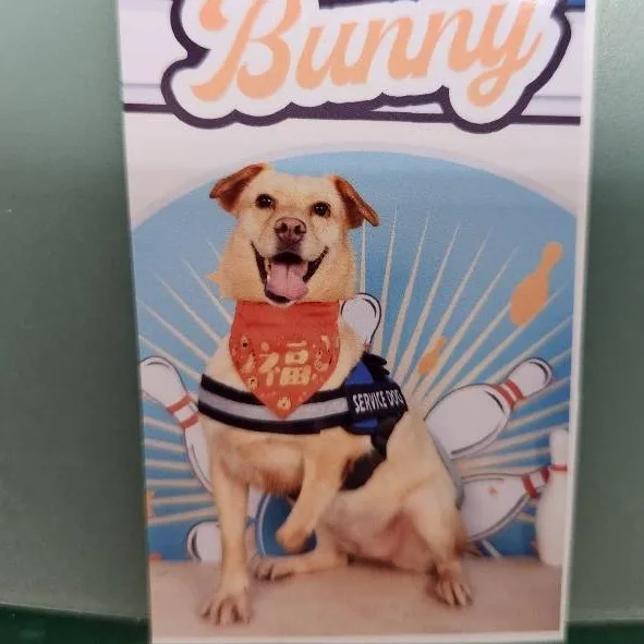混種犬