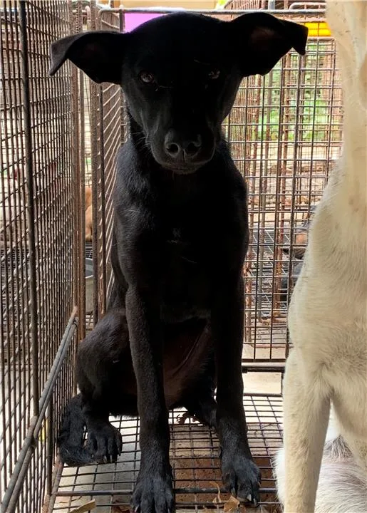 混種犬