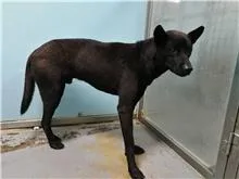 混種犬