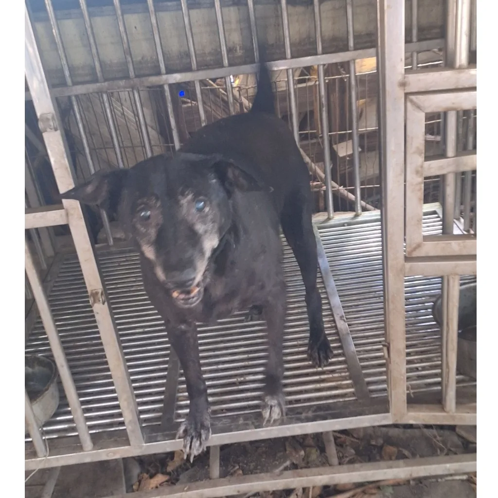 混種犬