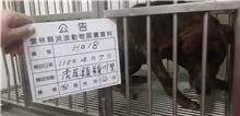 混種犬