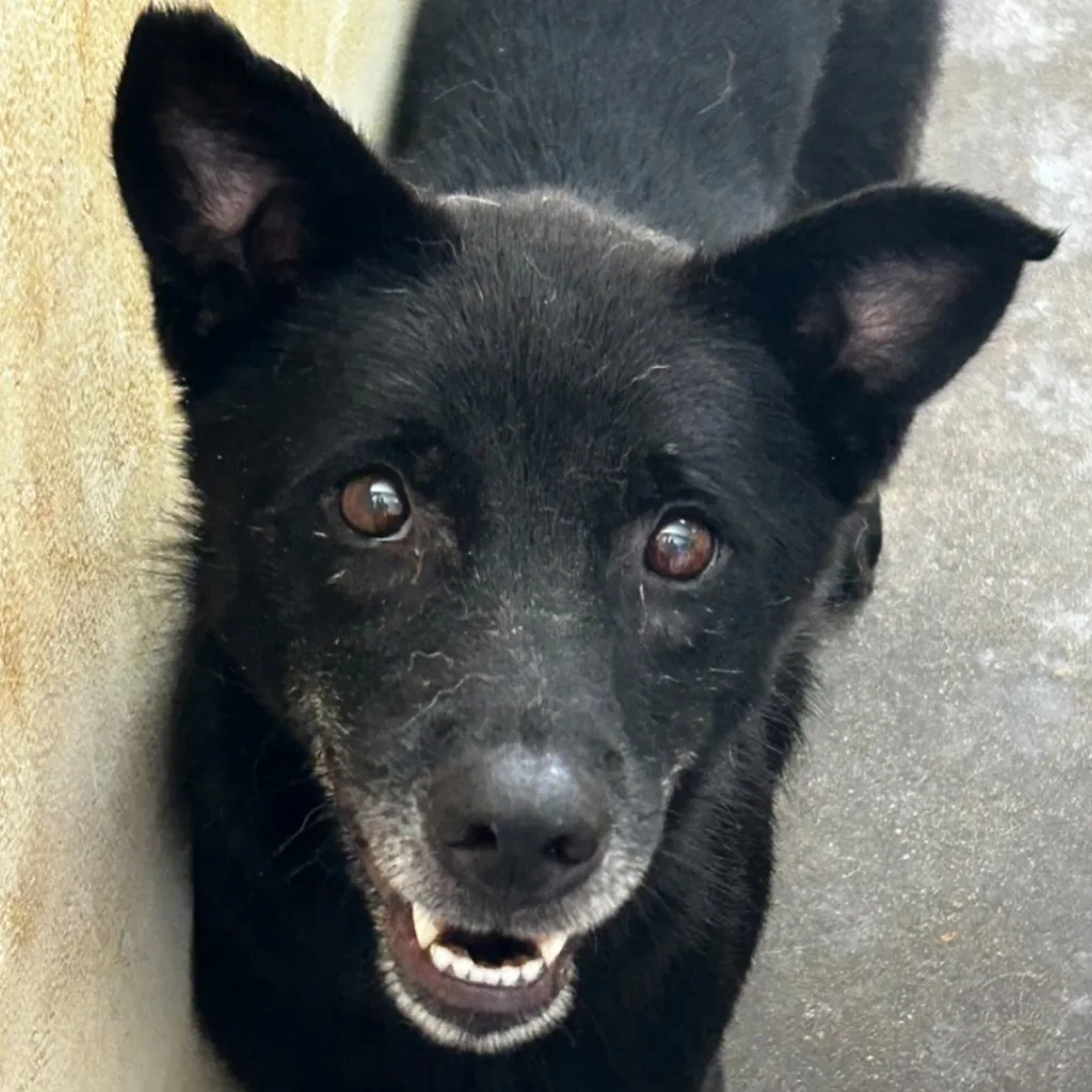 混種犬