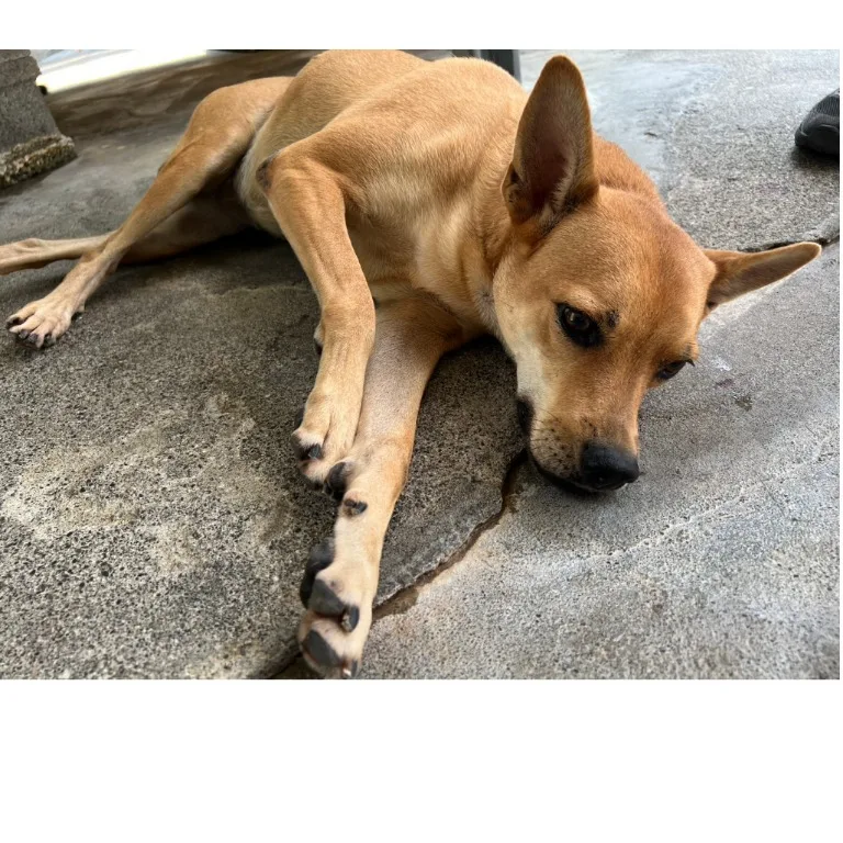 混種犬