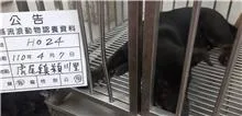 混種犬