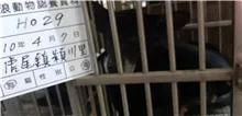 混種犬