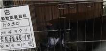 混種犬