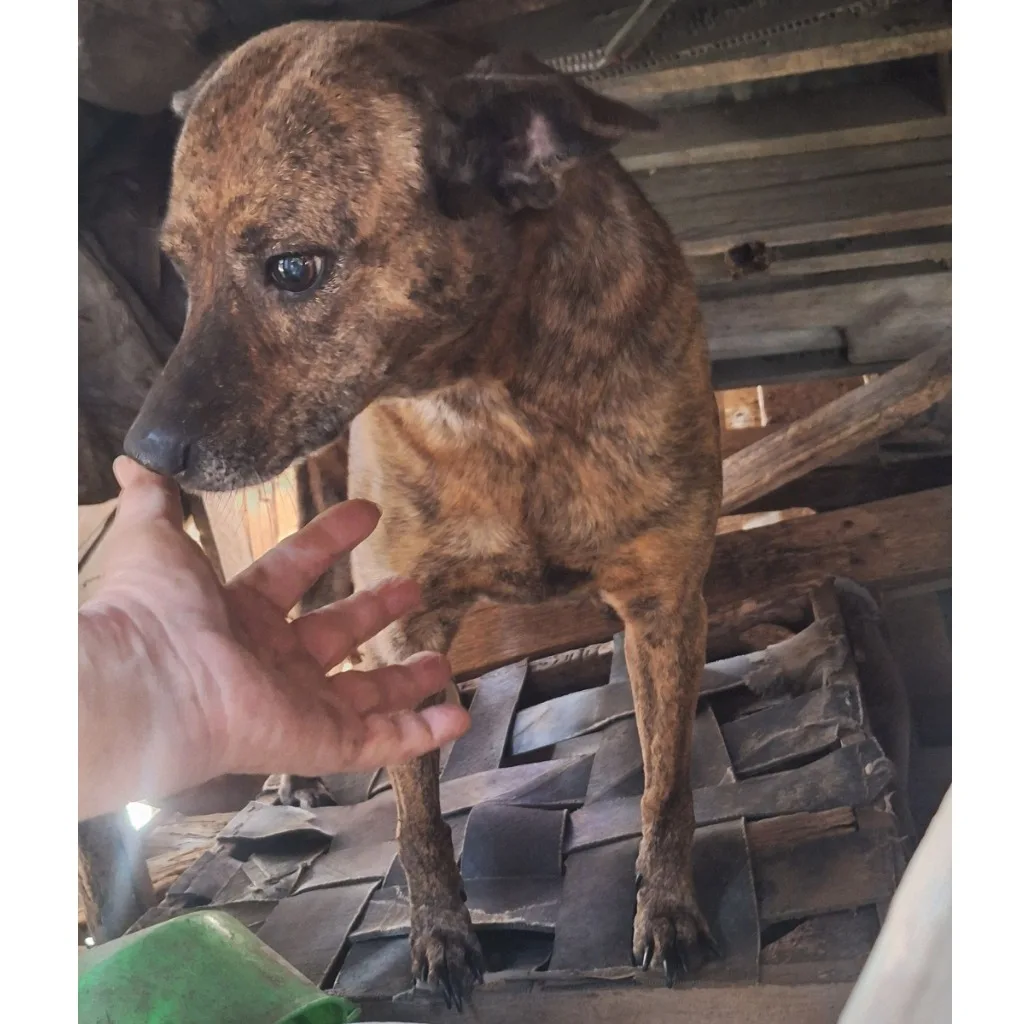 混種犬