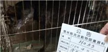 混種犬