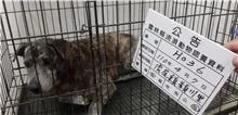 混種犬