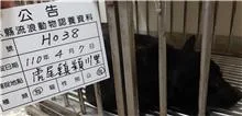 混種犬