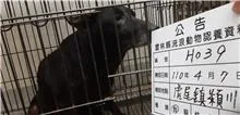 混種犬