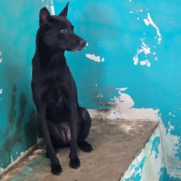 混種犬