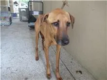 混種犬