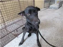 混種犬