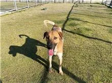 混種犬