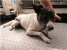 混種犬