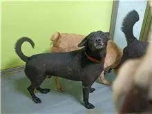 混種犬
