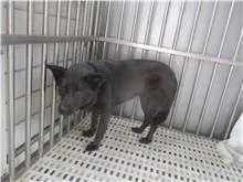 混種犬