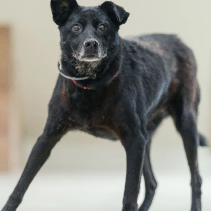 混種犬