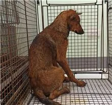 混種犬