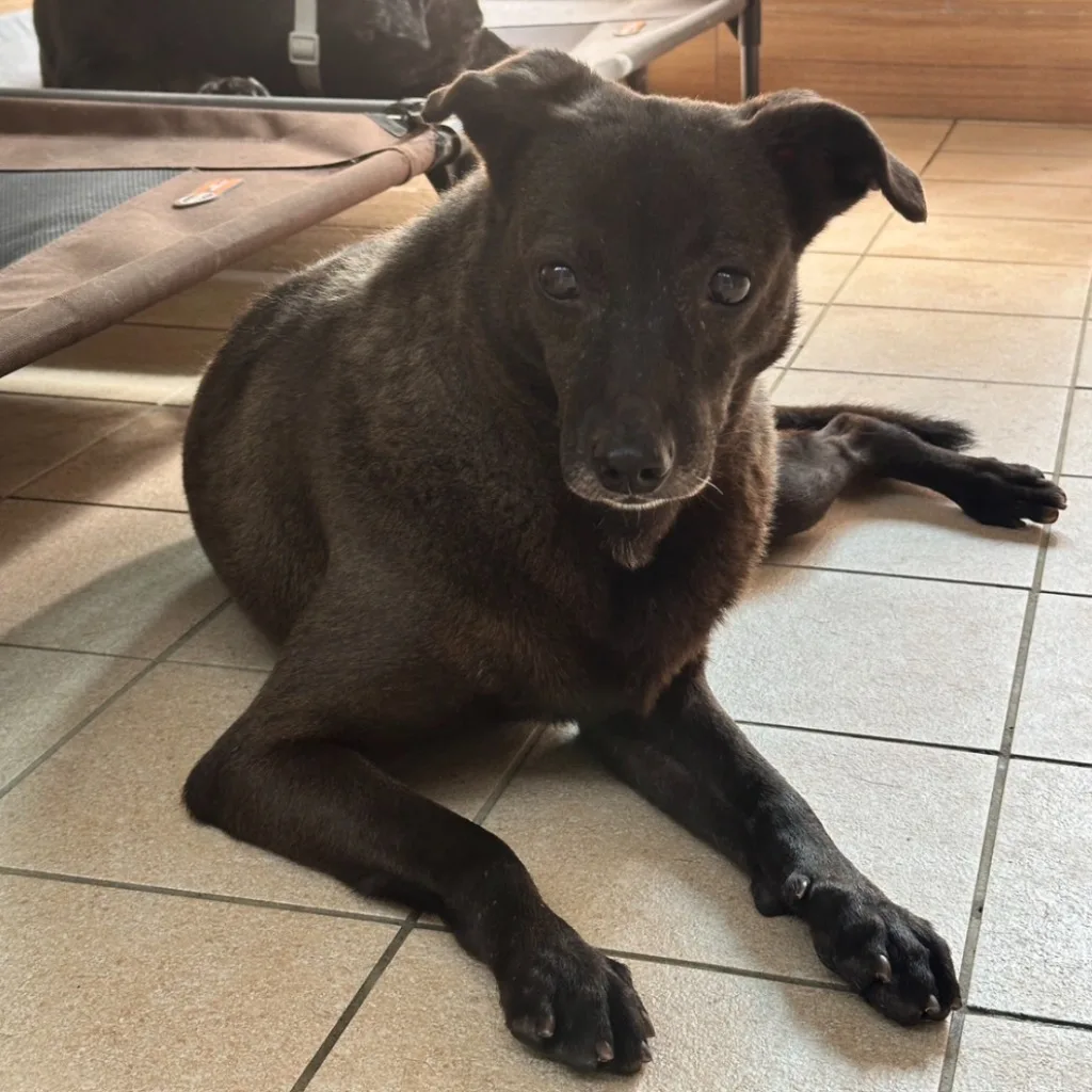 混種犬