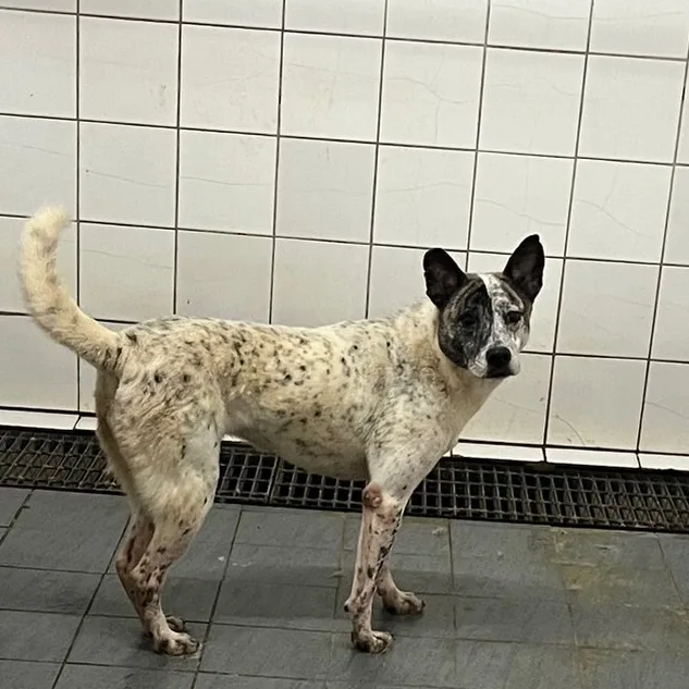 混種犬