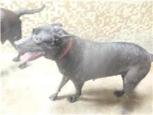 混種犬