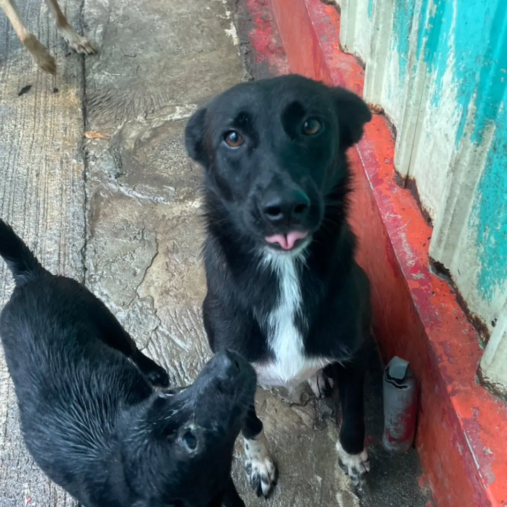 混種犬
