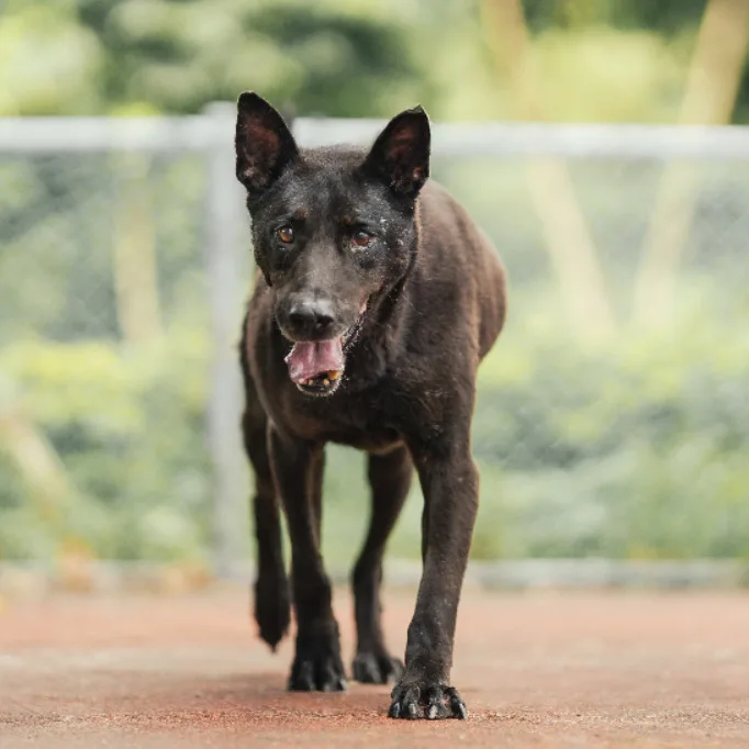 混種犬