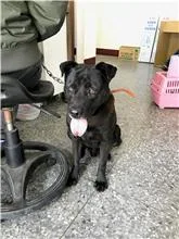 混種犬