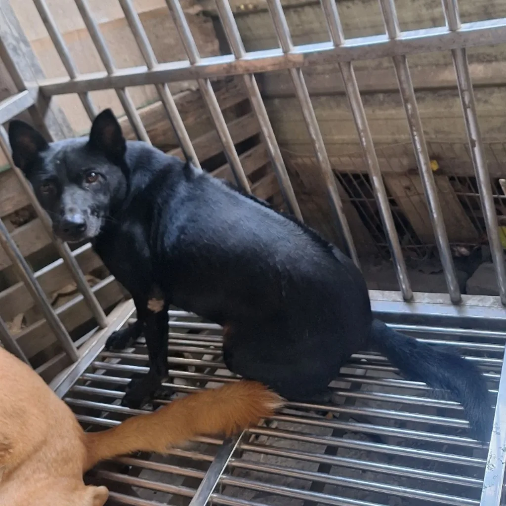 混種犬