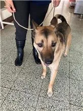 混種犬