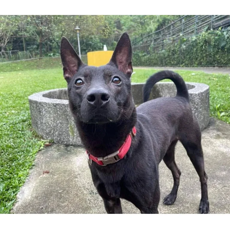 混種犬