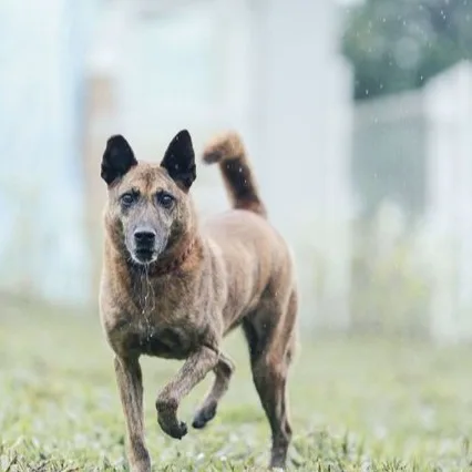 混種犬