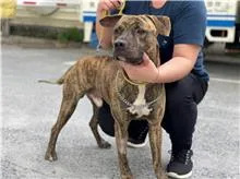 混種犬