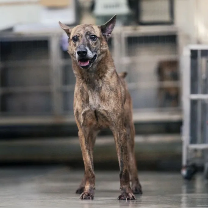 混種犬