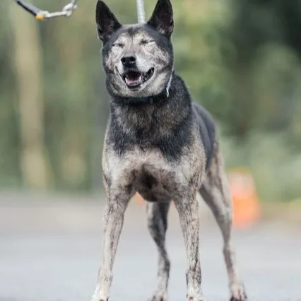 混種犬
