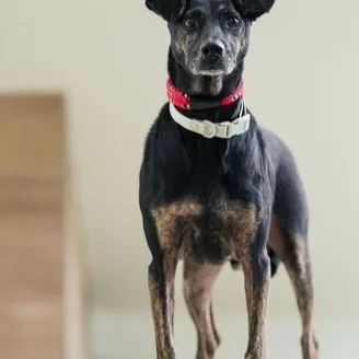 混種犬