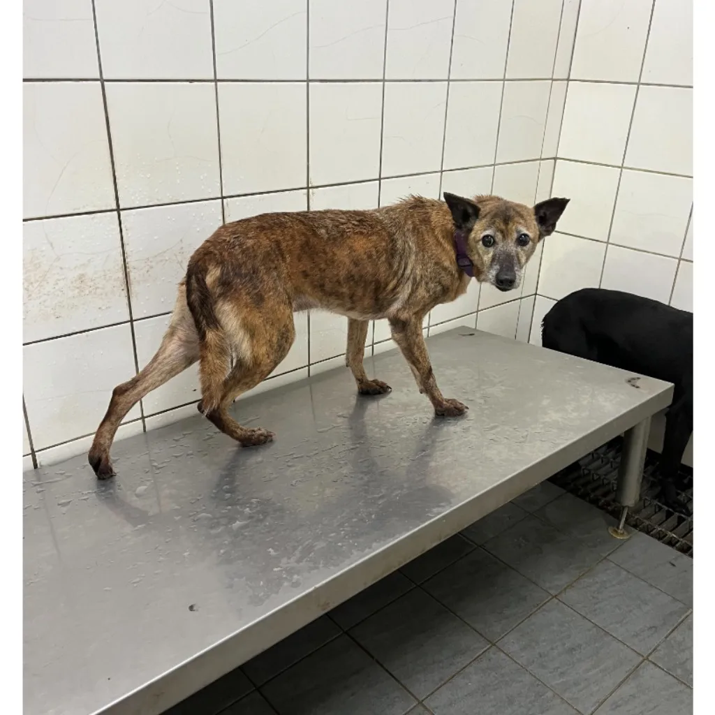 混種犬