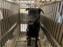 混種犬