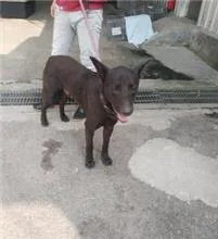 混種犬