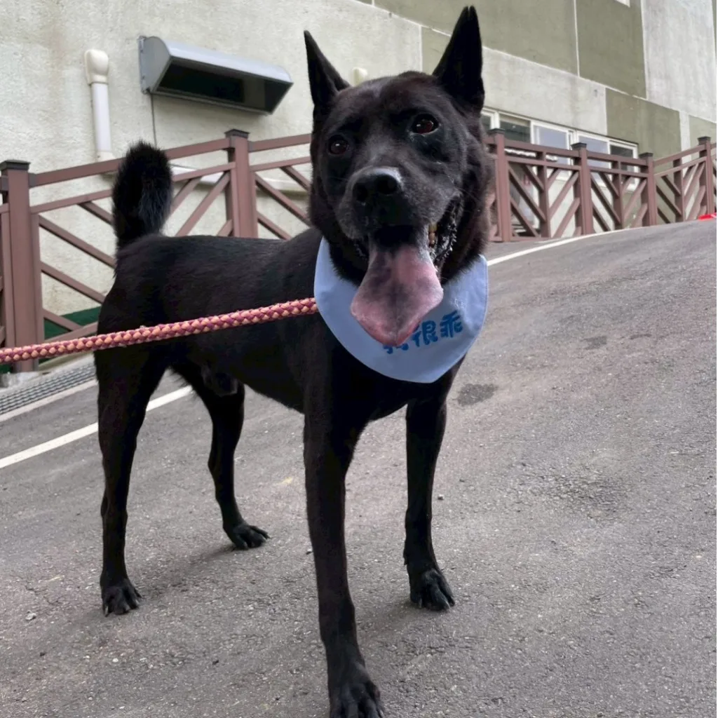 混種犬