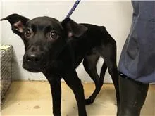 混種犬