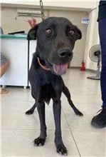 混種犬