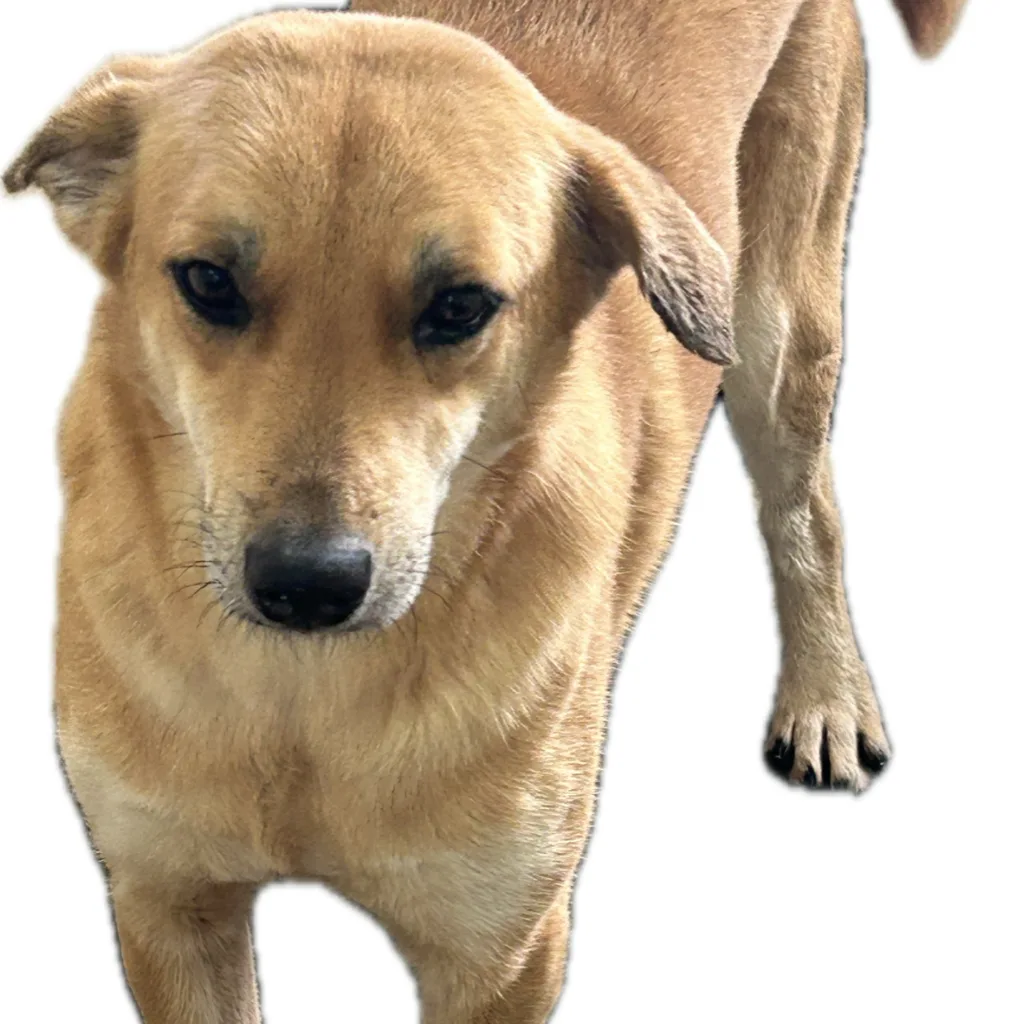 混種犬