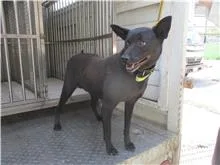 混種犬