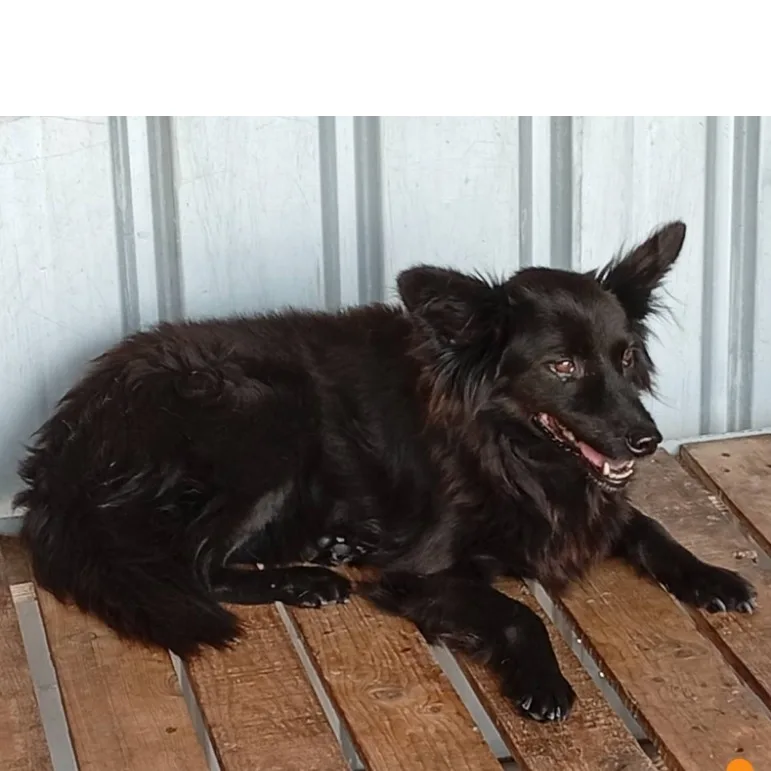 混種犬