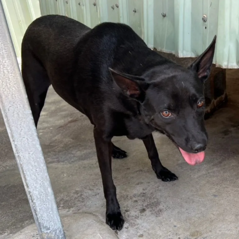 混種犬